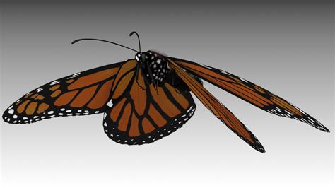 Monarch Butterfly 3d Model Turbosquid 1303737
