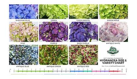 hydrangea bloom time chart