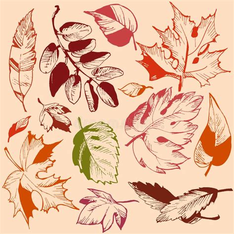 Autumn Leaf Set Stock Illustrations 86402 Autumn Leaf Set Stock Illustrations Vectors