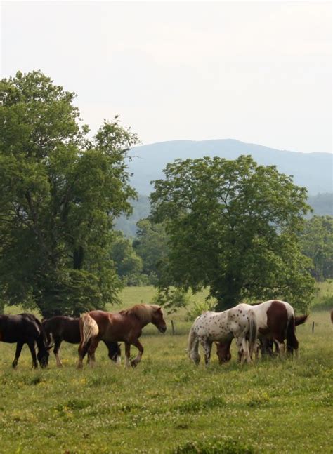 Horses At Cades Cove Great Smoky Mtns Tn Awsome Pictures Cades Cove