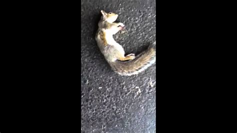 Cat Gets Squirrel Youtube