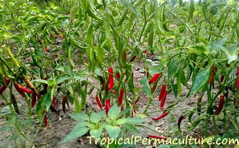 Too much water can reduce the heat of your peppers and increase the risk of fungi. Growing Chillies - How To Grow Chili Peppers From Seed