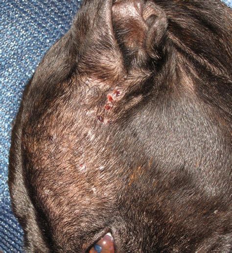 Mite Itch Dog Hot Spots Treatment