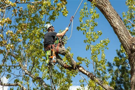 Certified arborists and tree care services in the greater lexington, ky area. Cabling and Bracing as an Alternative to Tree Removal