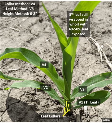 Corn Growing Stages Pictures