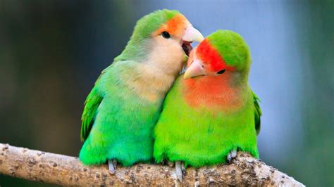 12 Cutest Animal Couples For Valentines Day Womans World