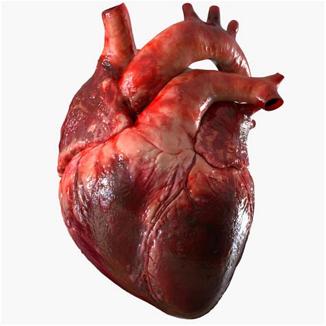3D human heart anatomy model - TurboSquid 1283134