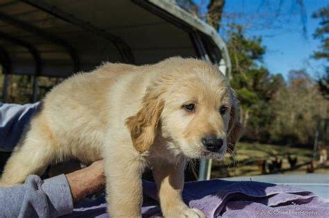 Puppyfinder.com is your source for finding an ideal golden retriever puppy for sale in texas, usa area. AKC Golden Retriever Puppies for sale-8 weeks old for Sale ...