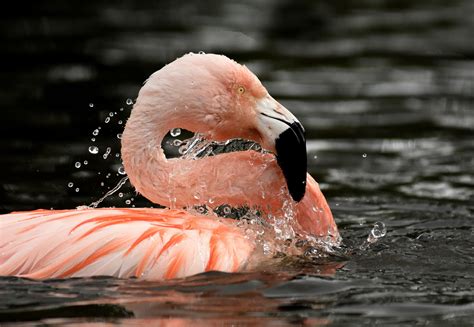Animals Nature Flamingos Birds Water Wallpapers Hd Desktop And