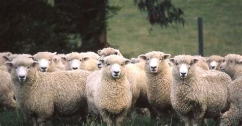 Flock — tflɒ̱k/t flocks, flocking, flocked 1) n count coll: Sheep Farts Cause Singapore Airlines Flight To Make ...