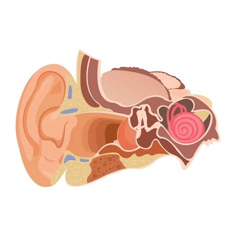 Premium Vector Anatomy Of The Human Ear The Internal Structure Of The