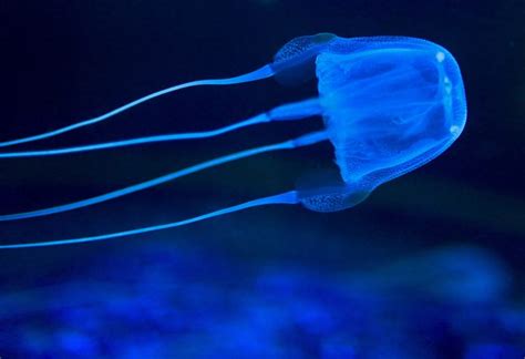 Antidote Found For Worlds Most Venomous Jellyfish Sting Cyber Rt