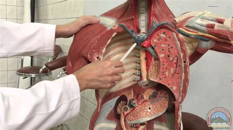 Diagram Thoracic Cavity Diagram Mydiagram Online