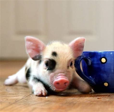 Tea Cup Pig Cute Animals Cute Piglets Teacup Pigs