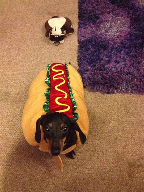 Every Weiner Dog Needs A Hot Dog Suit Weiner Dog Hot Dog Suit