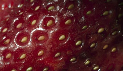 30 Weird And Unusual Fruit Textures For Free Naldz Graphics