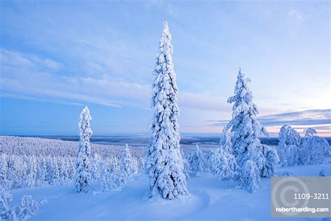 Snow Covered Winter Landscape Lapland Stock Photo