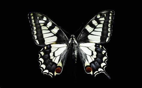 70 Black Butterfly Wallpaper Wallpapersafari