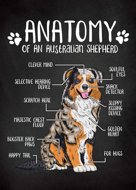 Anatomy Of A Australian Shepherd Digital Art By Jose O Pixels Lupon