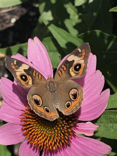 Common Buckeye Butterfly Smithsonian Photo Contest Smithsonian Magazine