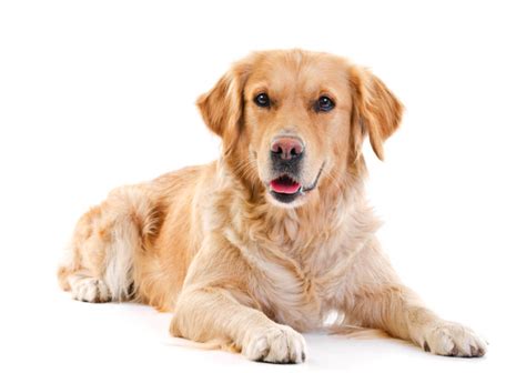 To the golden retriever was developed in late 19th century scotland and england primarily by crossing. Golden Retriever - Vriendelijke en ideale familiehond ...