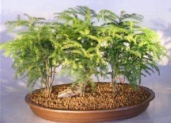 The norfolk island pine is an open and airy conifer (cone bearing tree) with light green foliage that turns darker with age. Norfolk Island Pine Bonsai Trees | Bonsai Tree Gardener