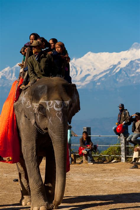 Himalayan Elephant Nepali Tourists Take An Elephant Ride Among The