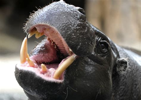 Hippo Teeth Are Always Impressive Flickr Photo Sharing