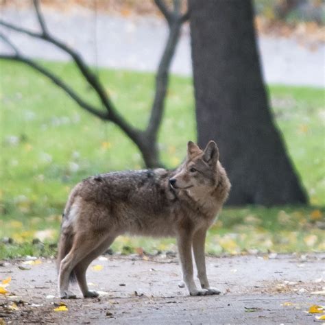 We Could See A New Species Emerge From This Successful Wolf Coyote Dog Mix