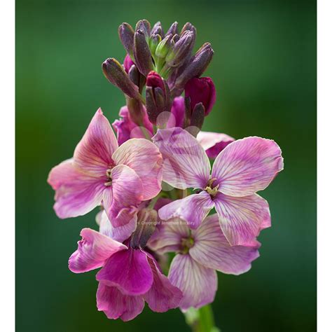 Wallflower 'Sunset Purple' F1 | Flowers, Beautiful flowers, Wallflower