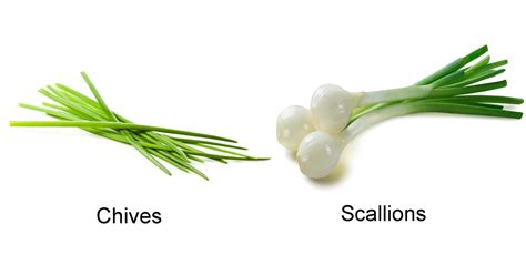 The essential cook's guide to onions garlic leeks spring onions shallots and chives. Chives Vs. Scallions - Tastessence