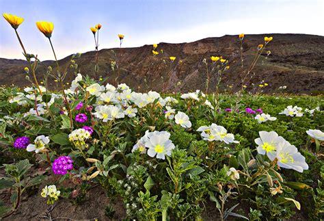 A Rare Wildflower Super Bloom Is Spreading Across Anza Borrego Desert