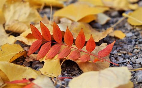 Download Wallpaper 3840x2400 Leaf Leaves Autumn Red Yellow 4k Ultra