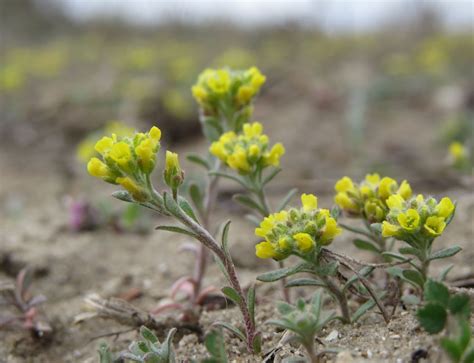 Le risposte per i cruciverba che iniziano con le lettere n, na. Fiori gialli Ultima Frontiera (Romania) - Alyssum sp ...