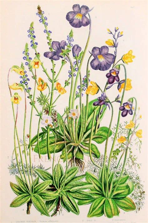 THE ART OF WOMEN ARTISTS | BOTANICAL ILLUSTRATIONS - French Garden