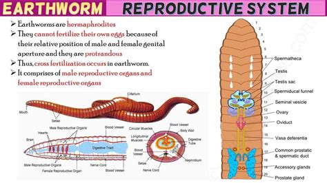 Earthworm Reproductive System Short Notes Free Biology Notes Rajus