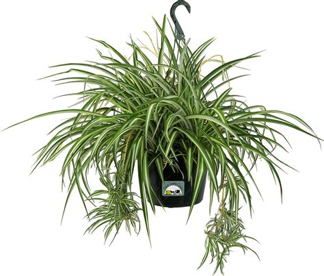 Dutch Country Classics Live Spider Plant 10 Hanging