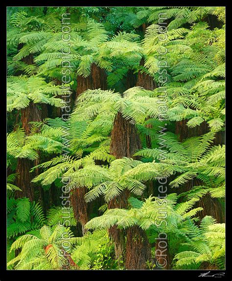 New Zealand Tree Ferns Growing In Abundance Mostly Soft