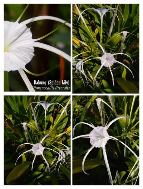 Paket 3 Tanaman Hias Hidup Bunga Bakung Putih Spider Lily Lazada