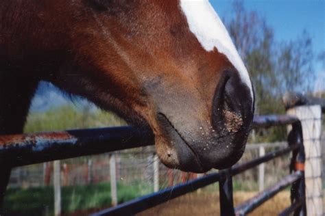 Warts And Sarcoid Tumors In Horses Speedhorse Magazine Your Global