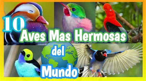10 Aves MÁs Hermosas Del Mundo Las Aves Mas Bellas 🤩 🌍 🐦 Youtube