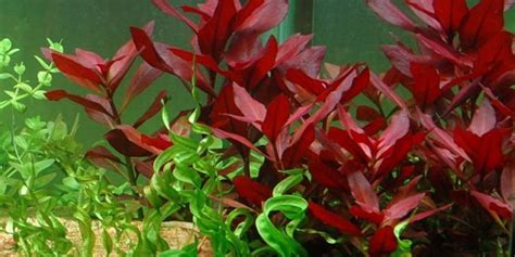 Ludwigia Repens Dark Red Live Aquarium Aquatic Plants Free Etsy