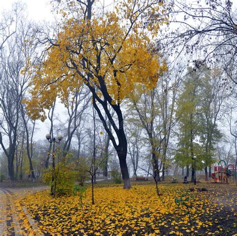 Colorful Autumn Trees With Yellowed Foliage In The Autumn Park Stock