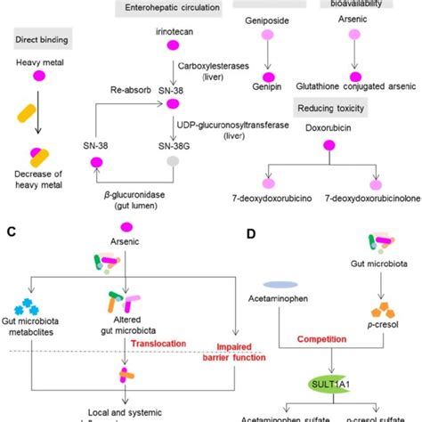 The Factors Influencing The Composition And Function Of Gut Microbiota