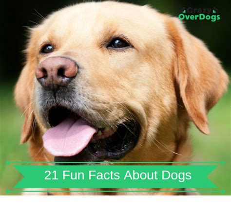 21 Fun Facts About Dogs Do You Know Any Of Them