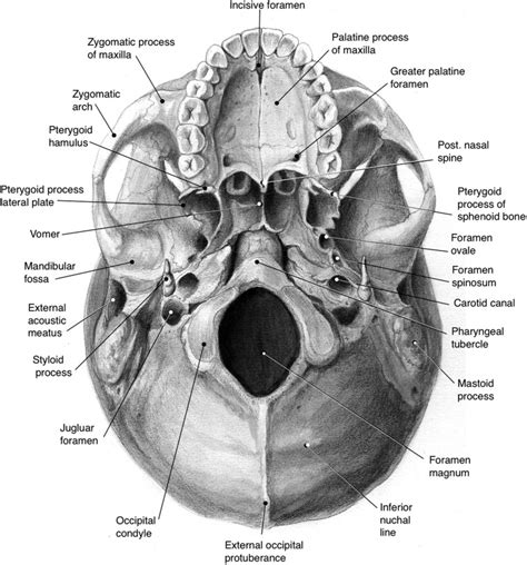 The Subfrontal Approach To The Anterior Skull Base Operative