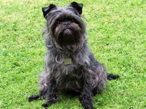Affenpinscher Dog Breed History And Some Interesting Facts