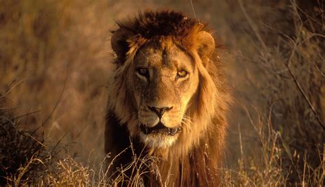 Roar: Lions Of The Kalahari | Nearby Showtimes, Tickets | IMAX