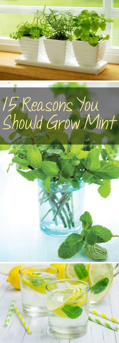 15 Reasons You Should Grow Mint ~ Bless My Weeds