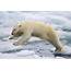 Polar Bears Melting Habitats  California Academy Of Sciences
